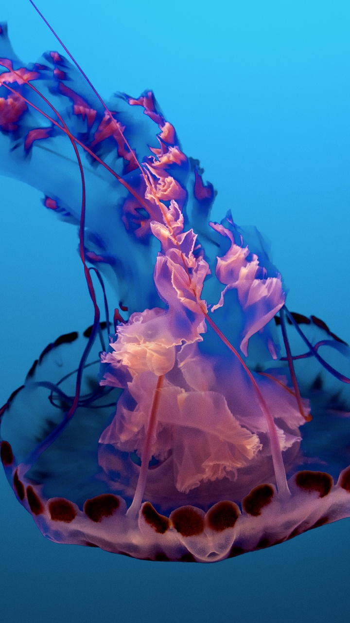 Обои беспозвоночных, вода, Медуза, cnidaria, морские беспозвоночные в разрешении 720x1280