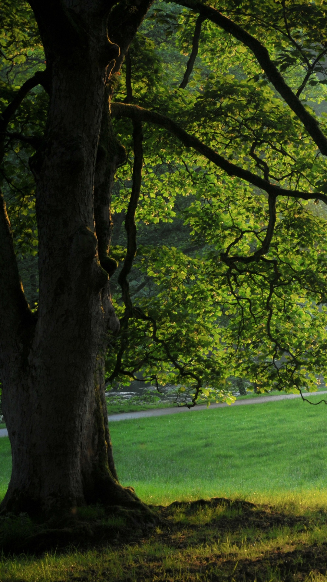 Обои природа, дерево, зеленый, солнечный свет, растительность в разрешении 1080x1920