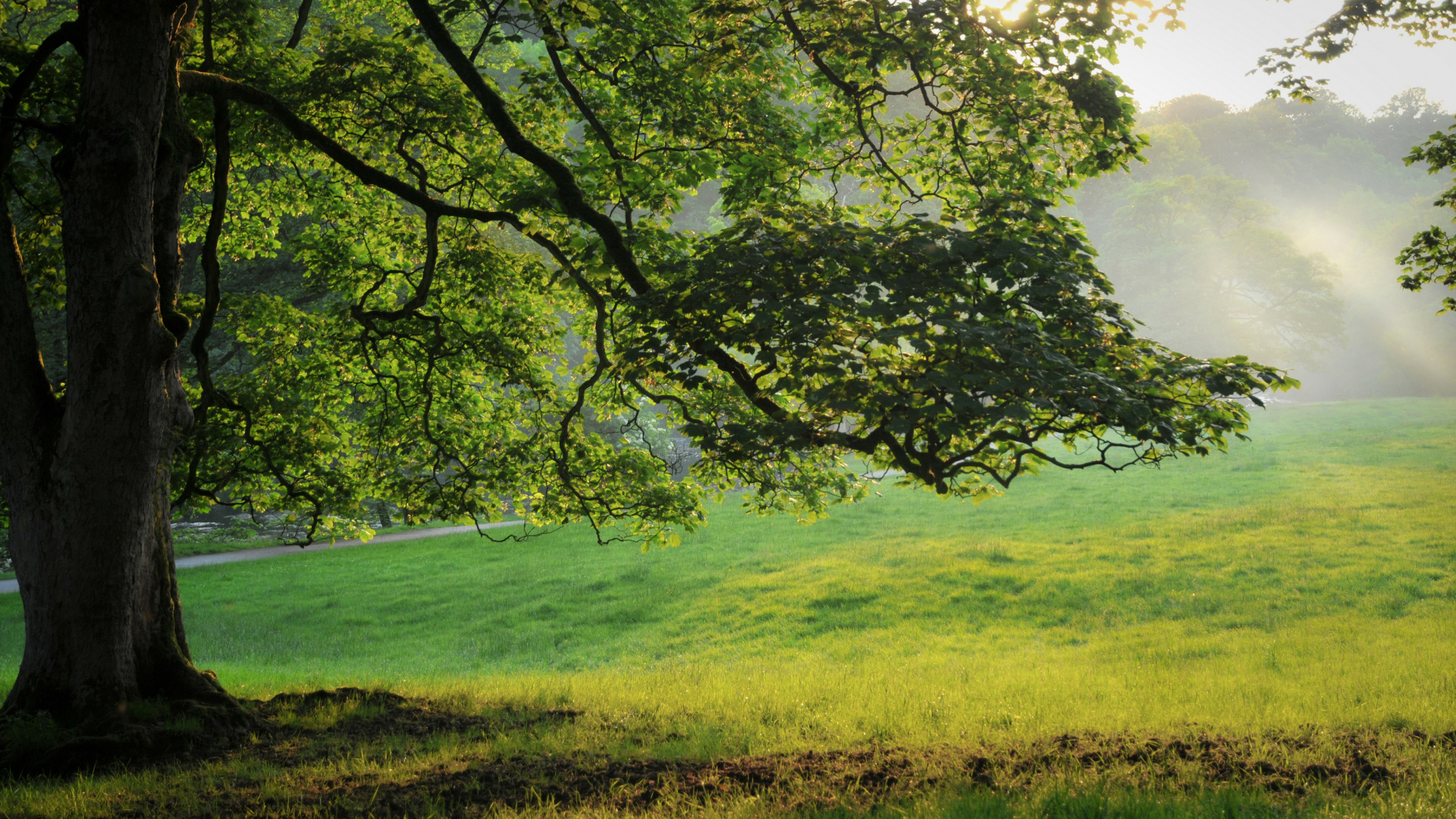 Обои природа, дерево, зеленый, солнечный свет, растительность в разрешении 1920x1080