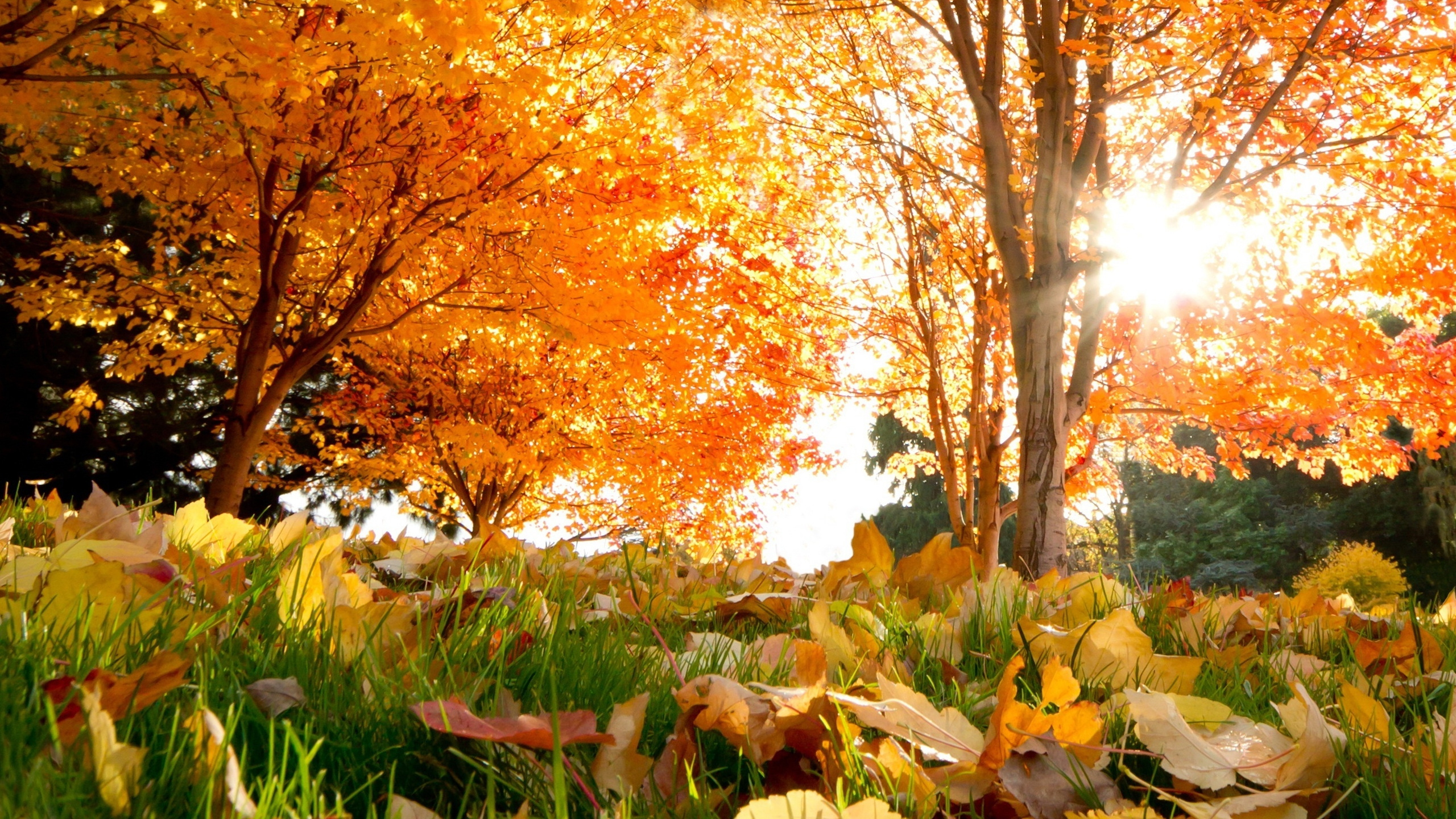 Обои осень, природа, дерево, лист, листопадные в разрешении 2560x1440