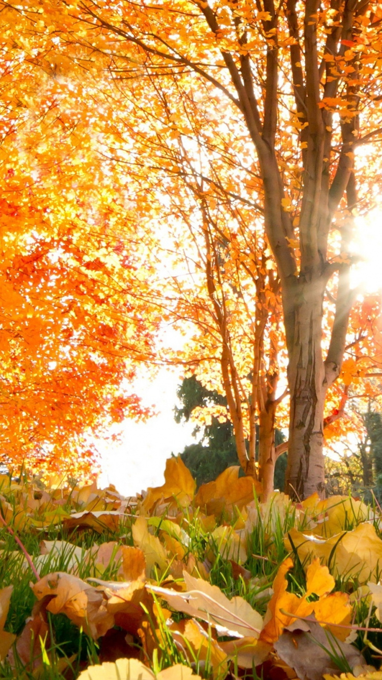 Обои осень, природа, дерево, лист, листопадные в разрешении 750x1334