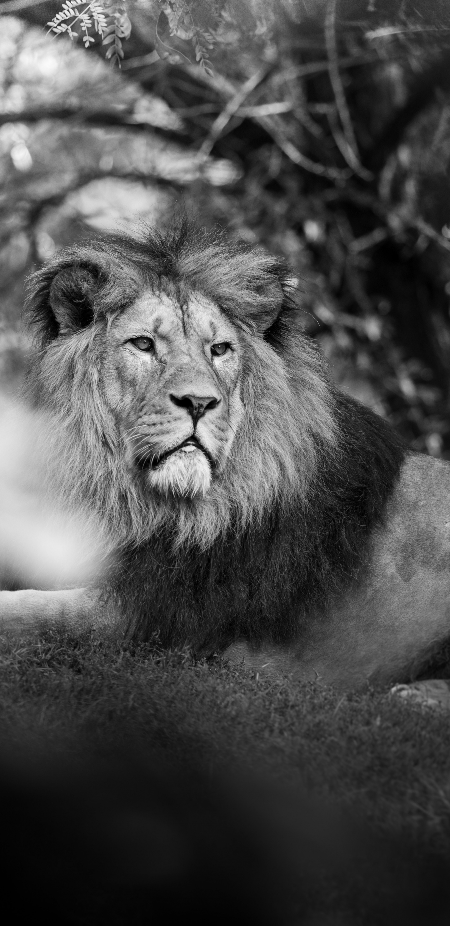 Обои черный и белый, черный, живая природа, примас, человек в разрешении 1440x2960