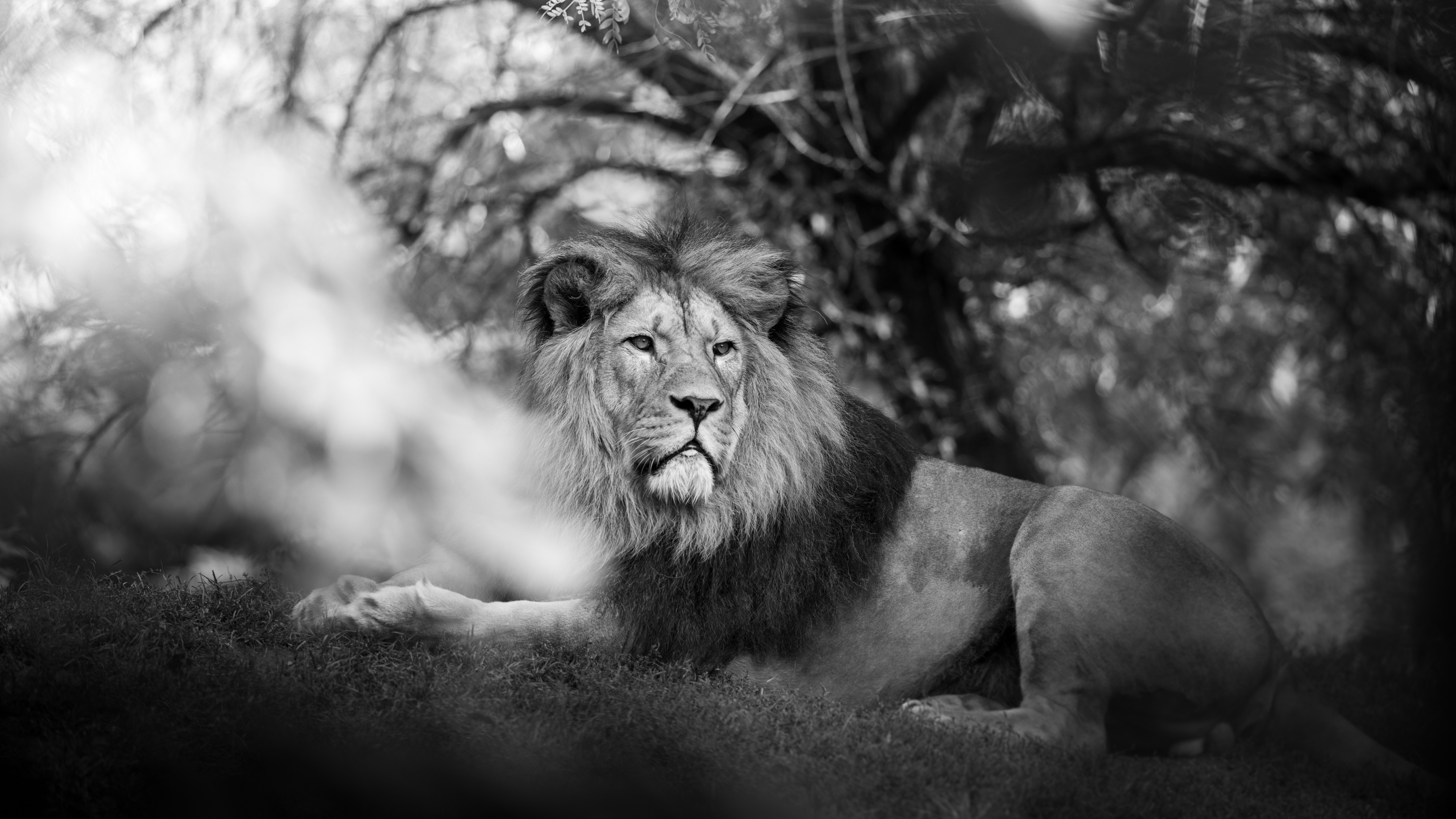 Обои черный и белый, черный, живая природа, примас, человек в разрешении 3840x2160