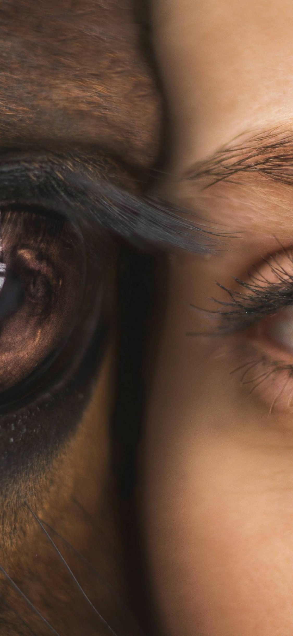 Обои глаз, лицо, кожа, бровь, радужная оболочка в разрешении 1125x2436