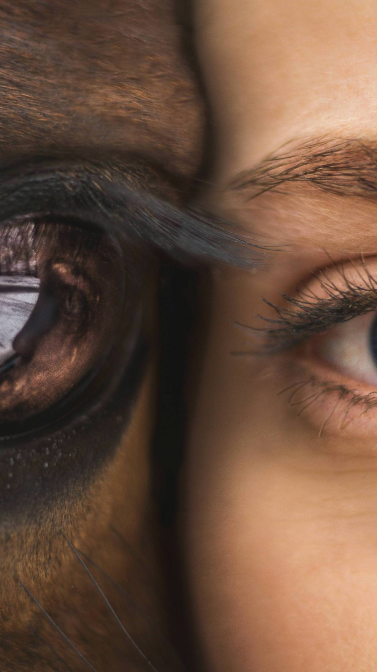 Обои глаз, лицо, кожа, бровь, радужная оболочка в разрешении 750x1334