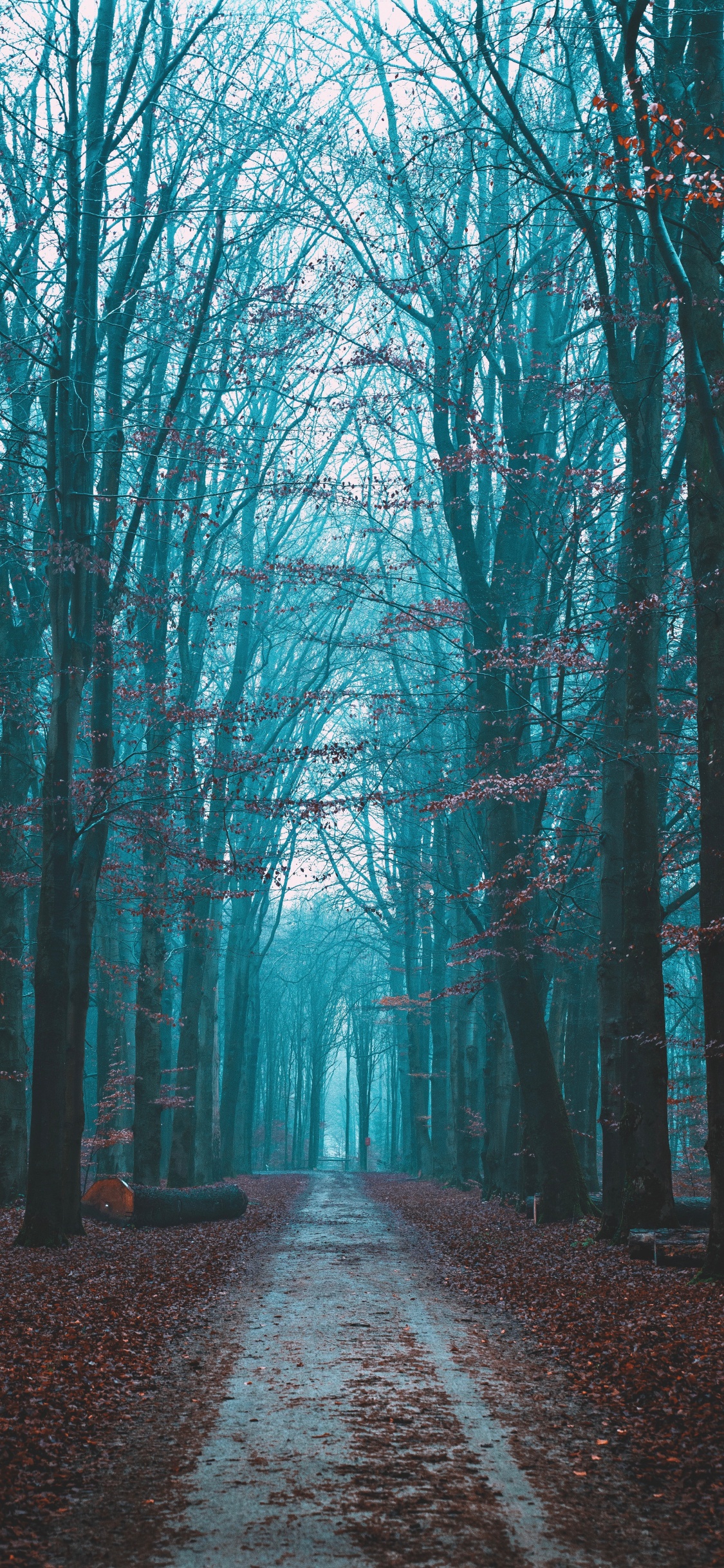 Обои природный ландшафт, небо, дерево, лес, природа в разрешении 1125x2436