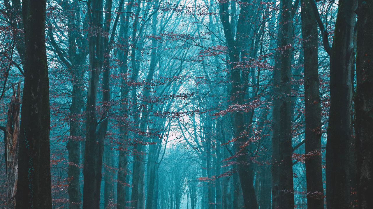 Обои природный ландшафт, небо, дерево, лес, природа в разрешении 1280x720