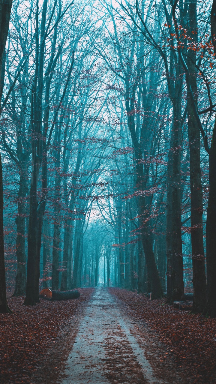 Обои природный ландшафт, небо, дерево, лес, природа в разрешении 720x1280