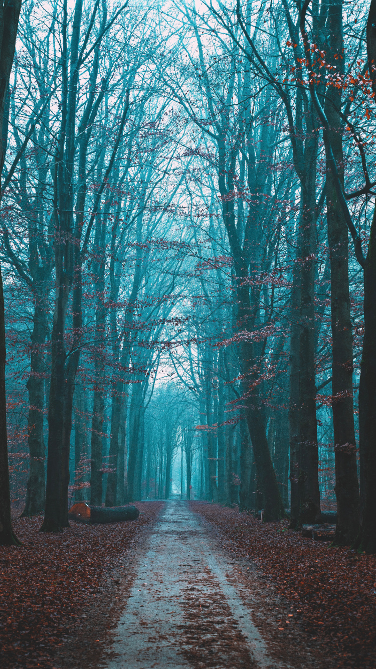 Обои природный ландшафт, небо, дерево, лес, природа в разрешении 750x1334