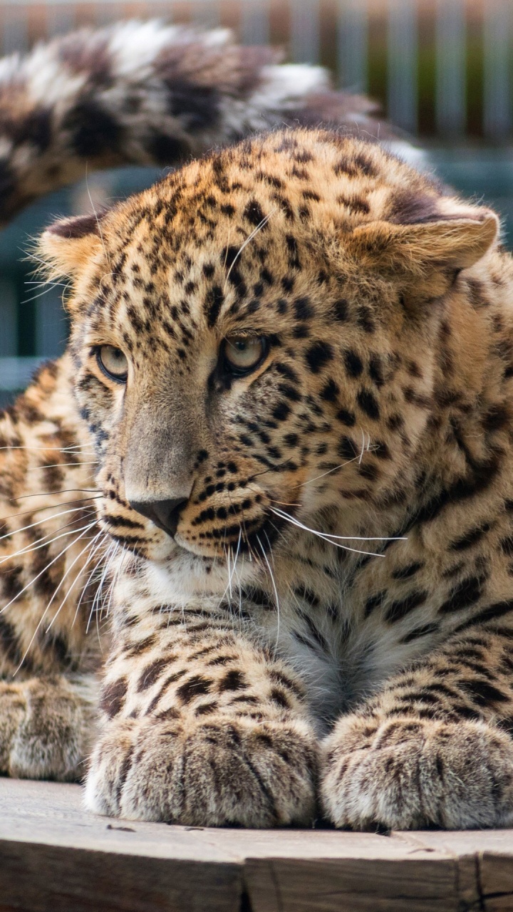 Обои Леопард, Гепард, снежный Барс, бакенбарды, кот в разрешении 720x1280