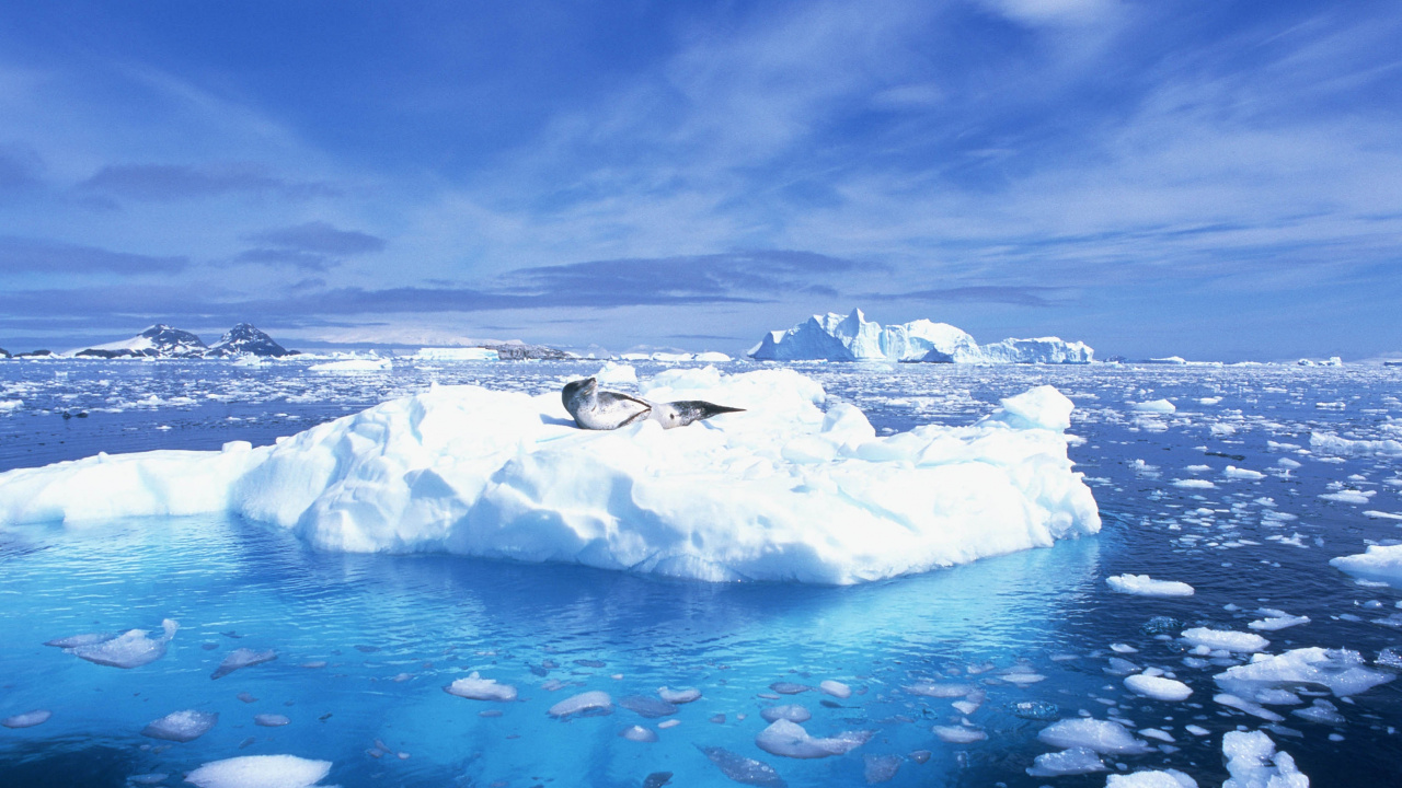 Обои лед океан, Северный Ледовитый океан, океан, лед, морской лед в разрешении 1280x720
