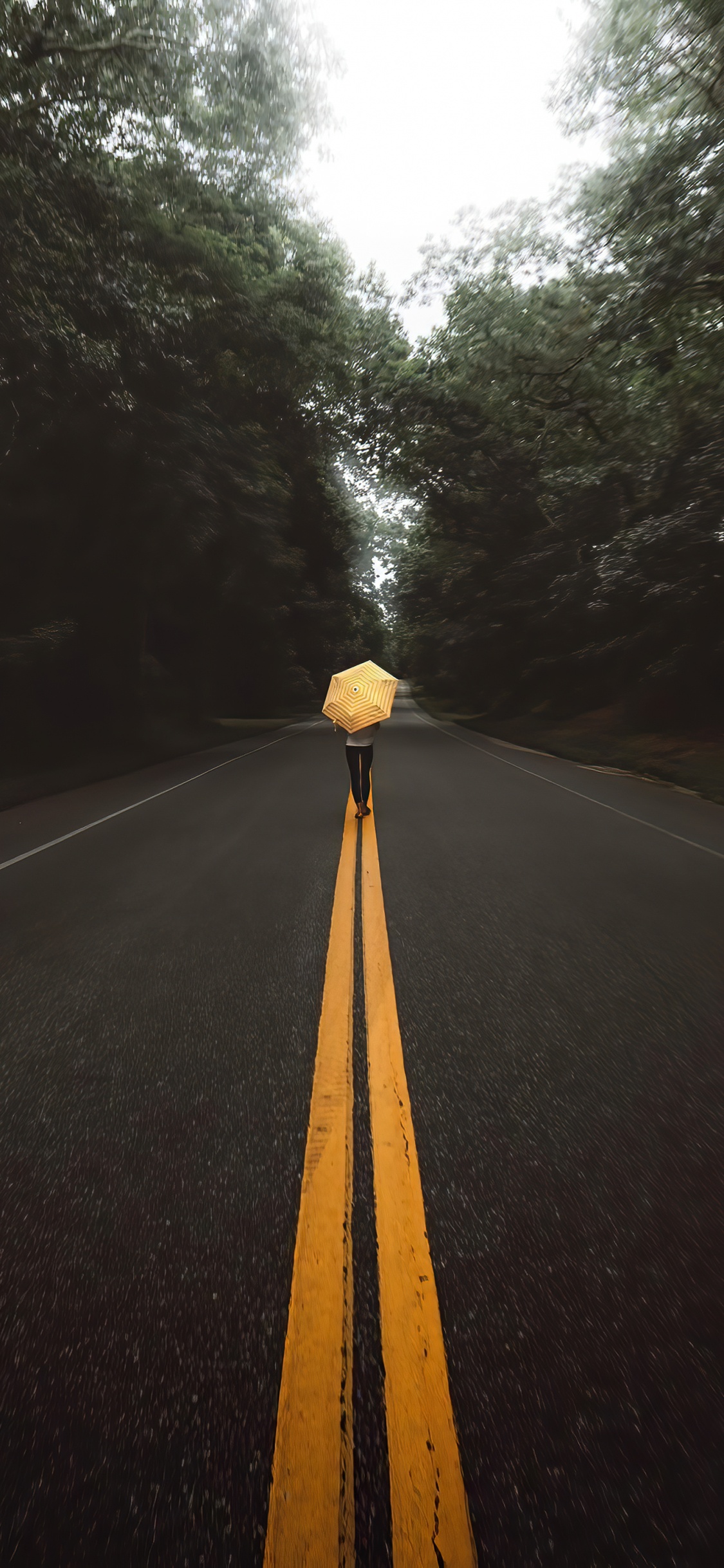 Обои переулок, растение, дорожное покрытие, асфальт, дерево в разрешении 1125x2436