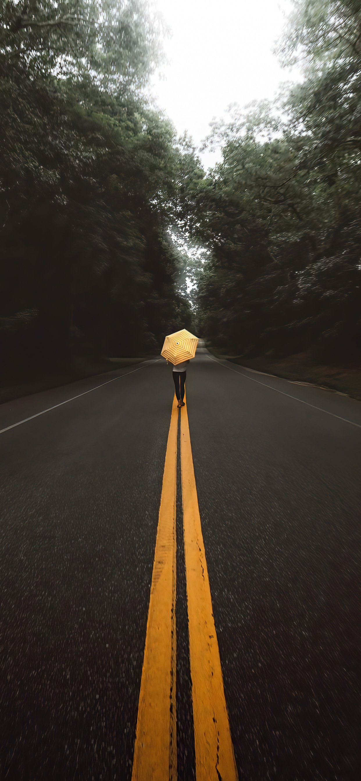 Обои переулок, растение, дорожное покрытие, асфальт, дерево в разрешении 1242x2688