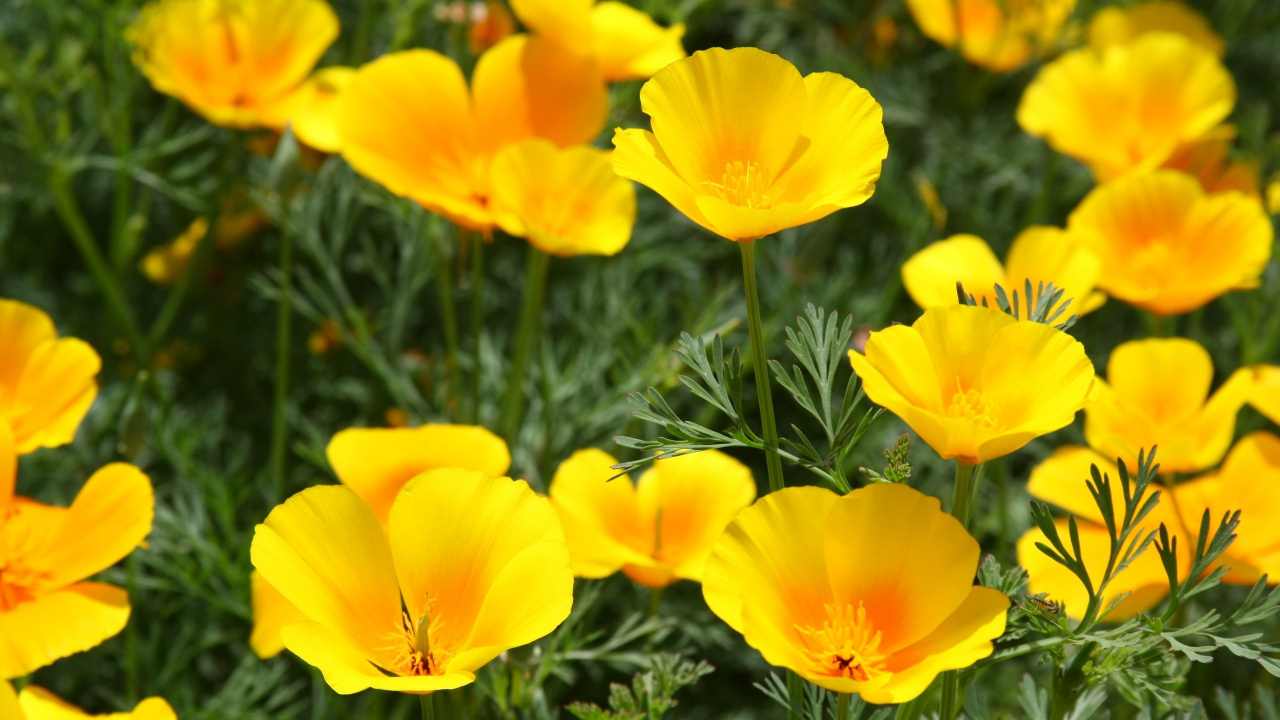 Обои желтый, цветковое растение, лепесток, растение, полевой цветок в разрешении 1280x720