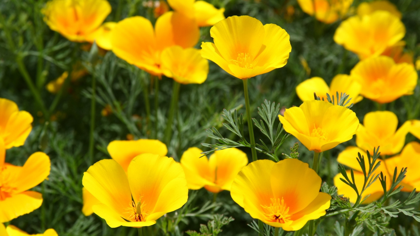 Обои желтый, цветковое растение, лепесток, растение, полевой цветок в разрешении 1366x768