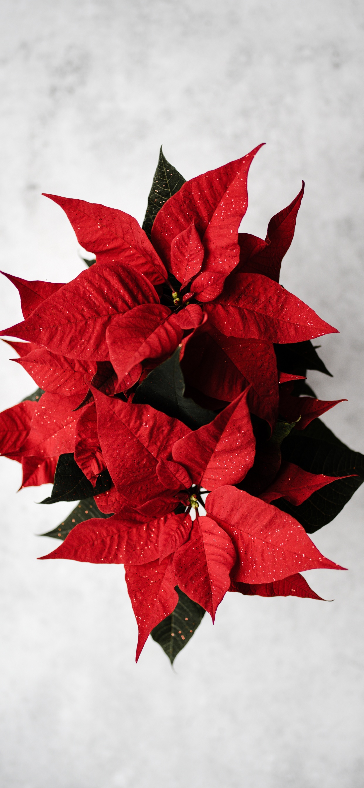 Обои пуансеттия, красный цвет, лист, растение, цветок в разрешении 1242x2688