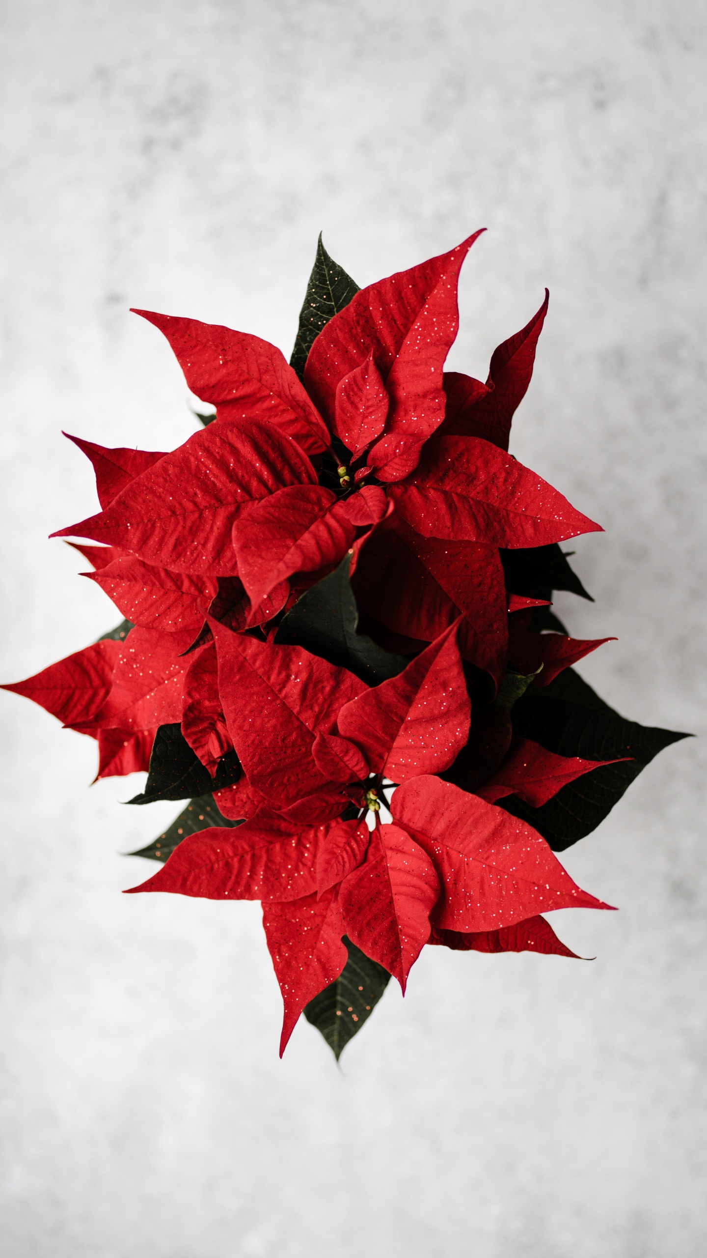 Обои пуансеттия, красный цвет, лист, растение, цветок в разрешении 1440x2560