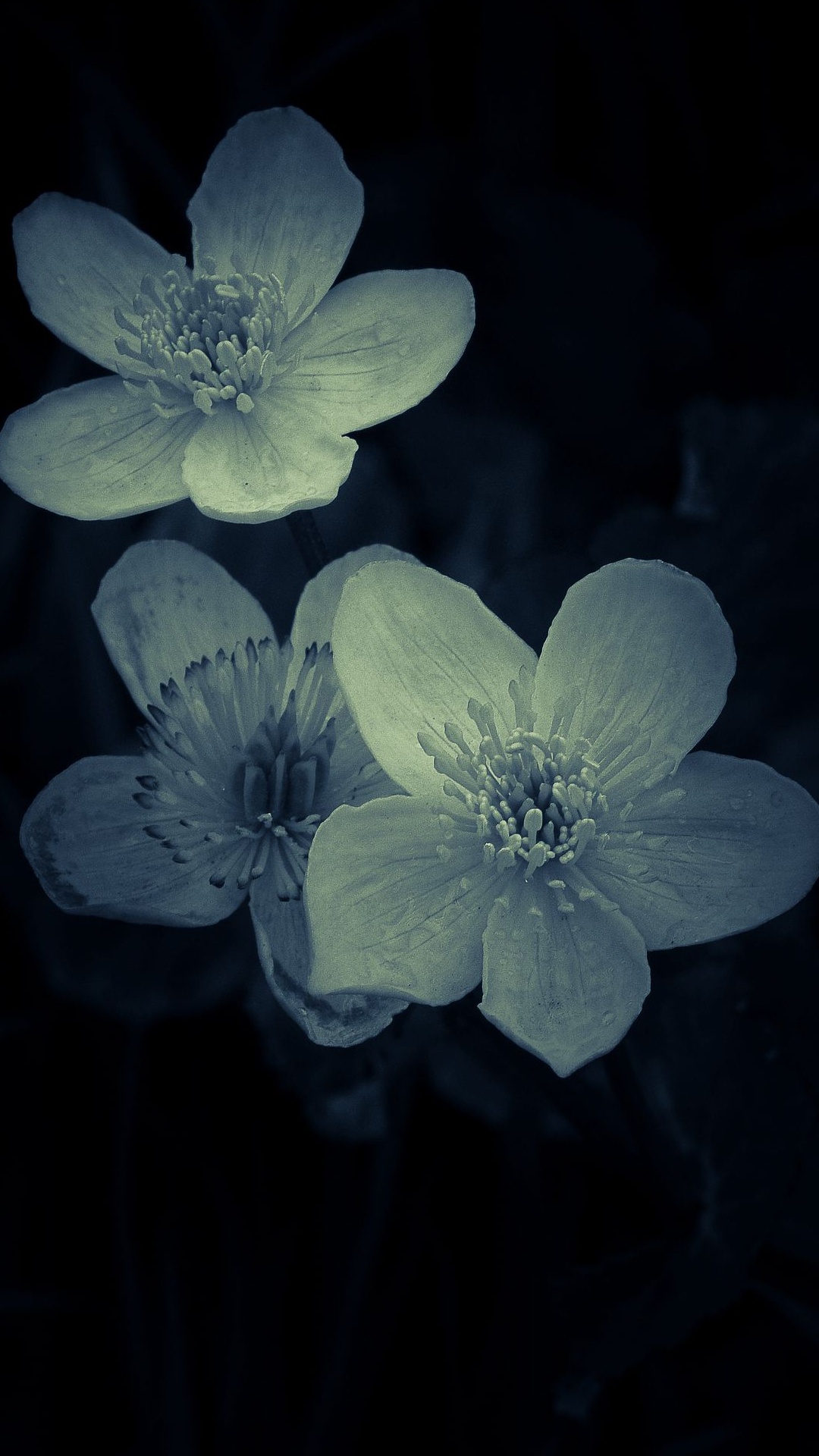 Обои цветок, фреска, растение, лепесток, травянистое растение в разрешении 1080x1920