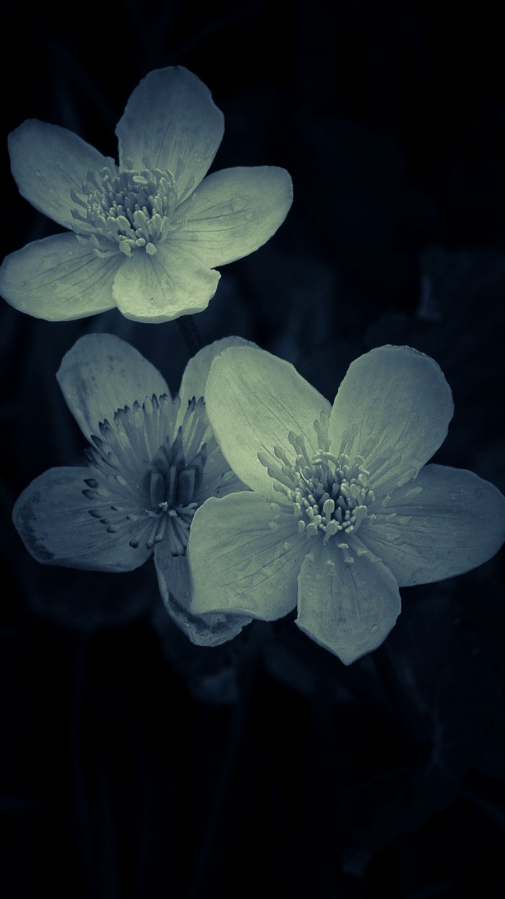 Обои цветок, фреска, растение, лепесток, травянистое растение в разрешении 720x1280