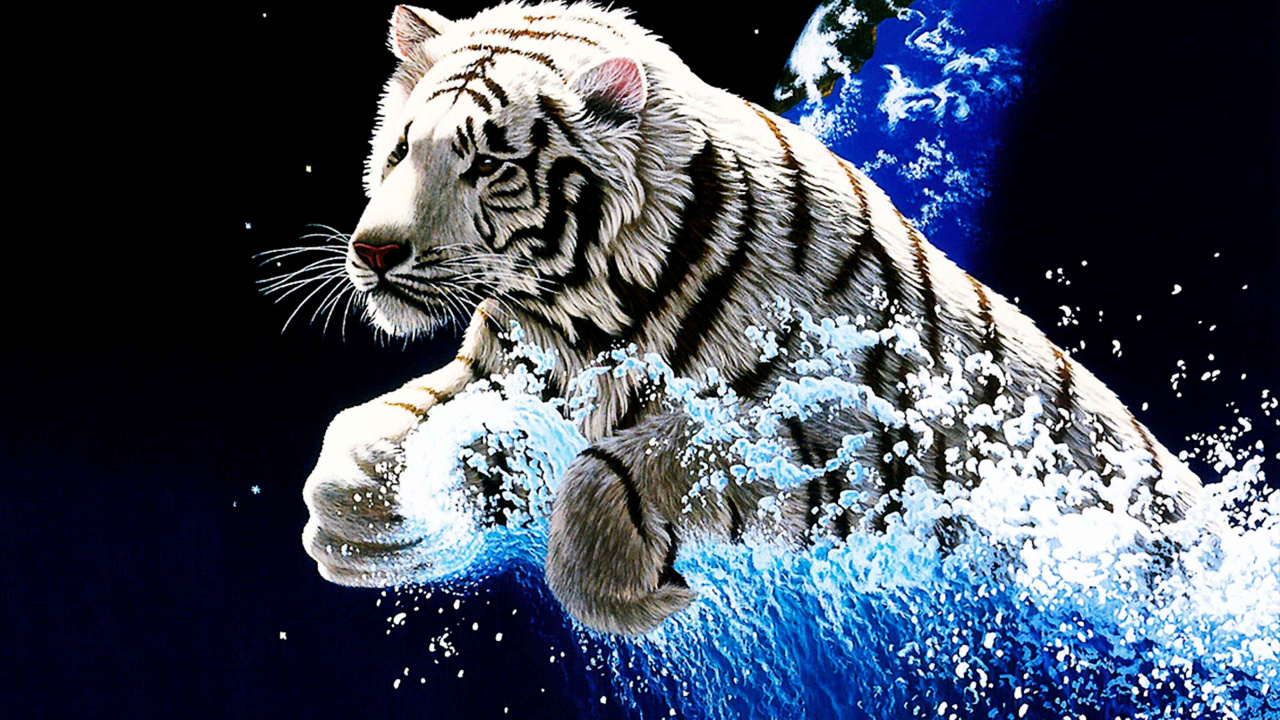 Обои Белый тигр, тигр, бенгальский тигр, кошачьих, Амурский тигр в разрешении 1280x720