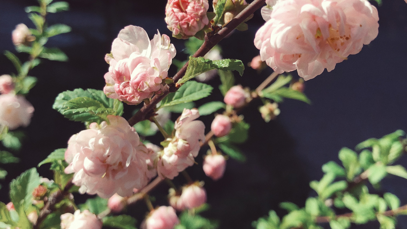 Обои весна, цветковое растение, семья Роуз, наука, природа в разрешении 1366x768