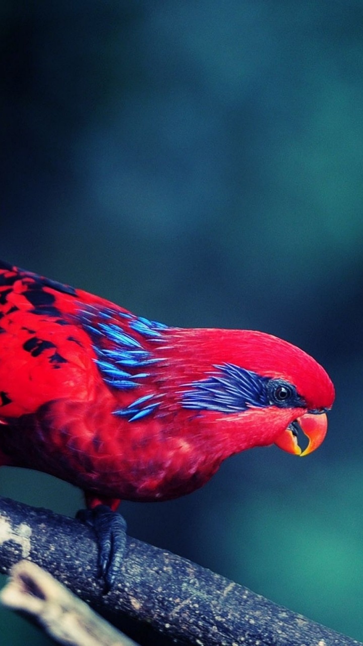 Обои Северный кардинал, клюв, птица, живая природа, лорикет в разрешении 720x1280