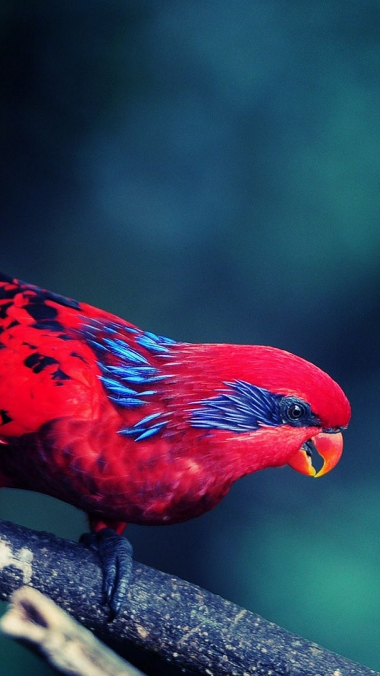 Обои Северный кардинал, клюв, птица, живая природа, лорикет в разрешении 750x1334