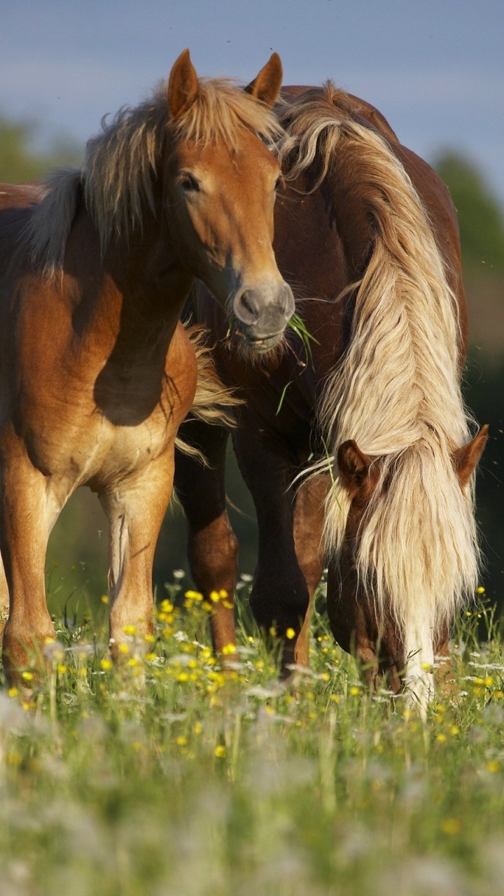 Обои Арабская лошадь, кобыла, конь, выгон, Мустанг лошадь в разрешении 720x1280