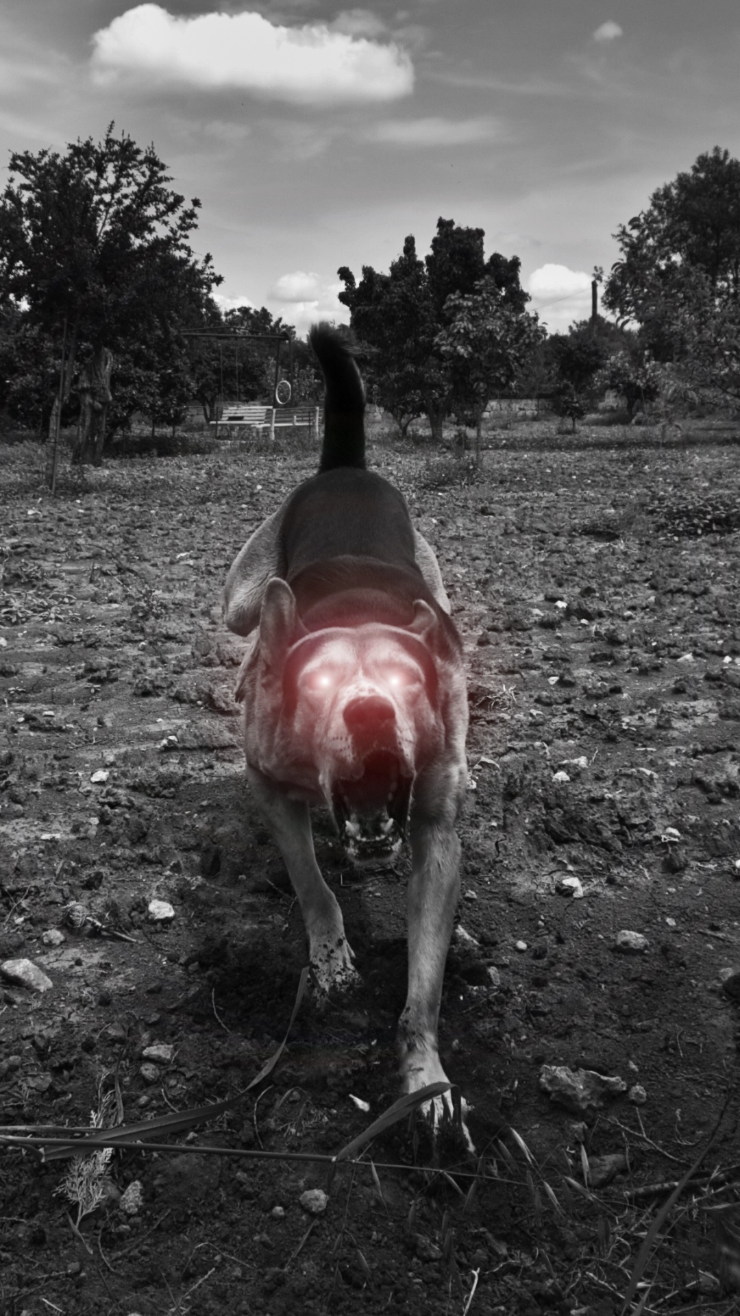 Обои черный, дерево, Псовые, монохромный, пес в разрешении 1080x1920