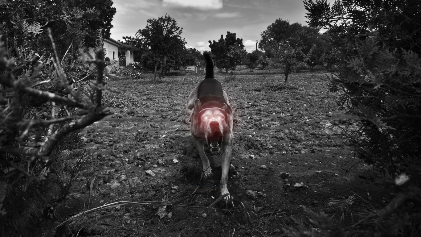 Обои черный, дерево, Псовые, монохромный, пес в разрешении 1366x768