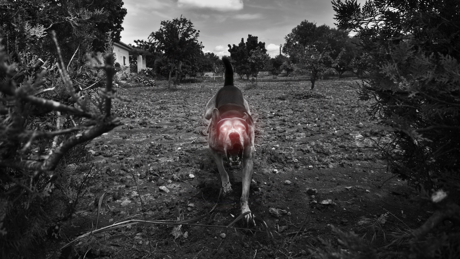 Обои черный, дерево, Псовые, монохромный, пес в разрешении 1920x1080