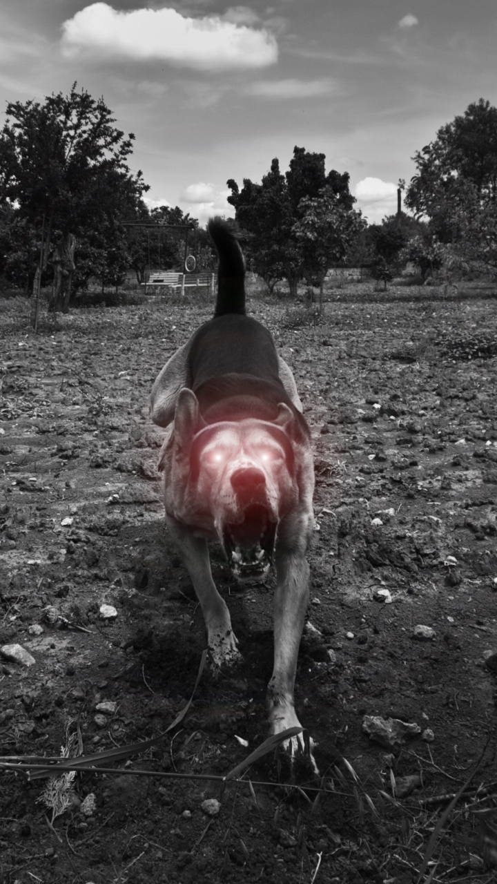 Обои черный, дерево, Псовые, монохромный, пес в разрешении 720x1280