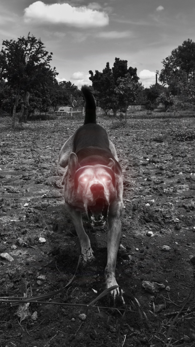 Обои черный, дерево, Псовые, монохромный, пес в разрешении 750x1334