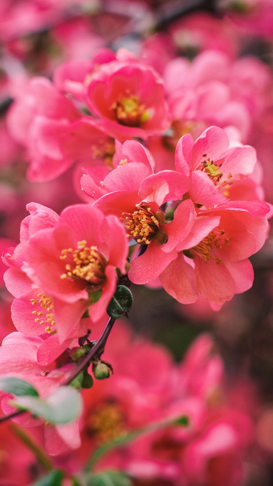 Обои цветок, расцвет, розовый, лепесток, растение в разрешении 1080x1920