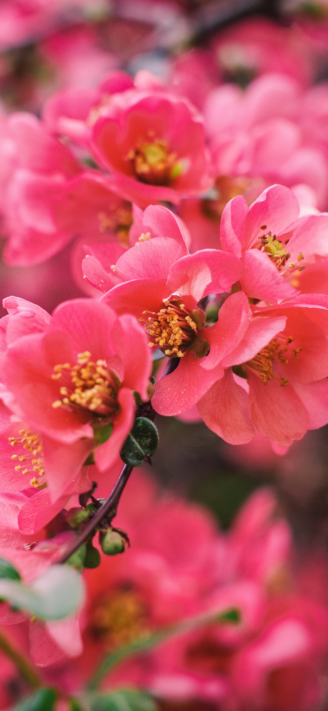 Обои цветок, расцвет, розовый, лепесток, растение в разрешении 1125x2436