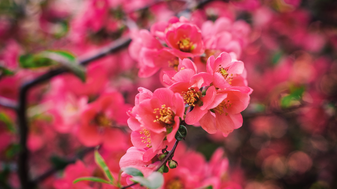 Обои цветок, расцвет, розовый, лепесток, растение в разрешении 1366x768