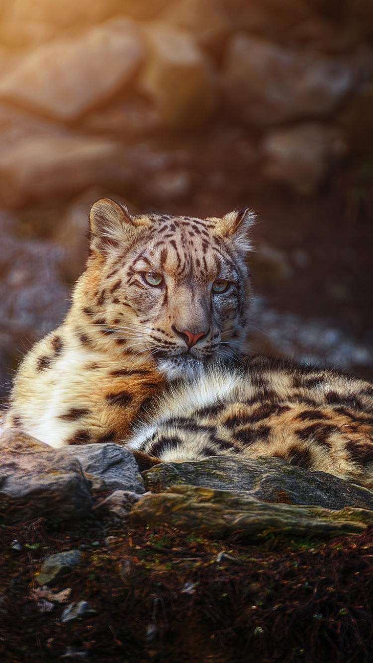 Обои животное, Леопард, снежный Барс, кот, кошачьих в разрешении 750x1334