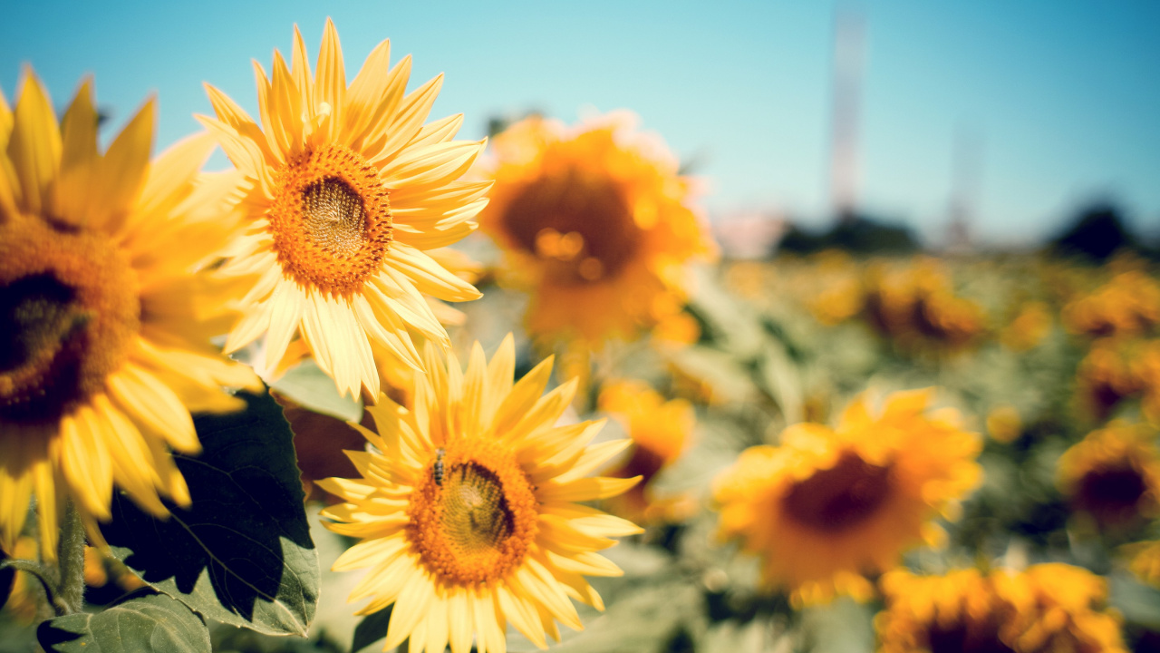 Обои цветок, цветковое растение, желтый, растение, лепесток в разрешении 1280x720