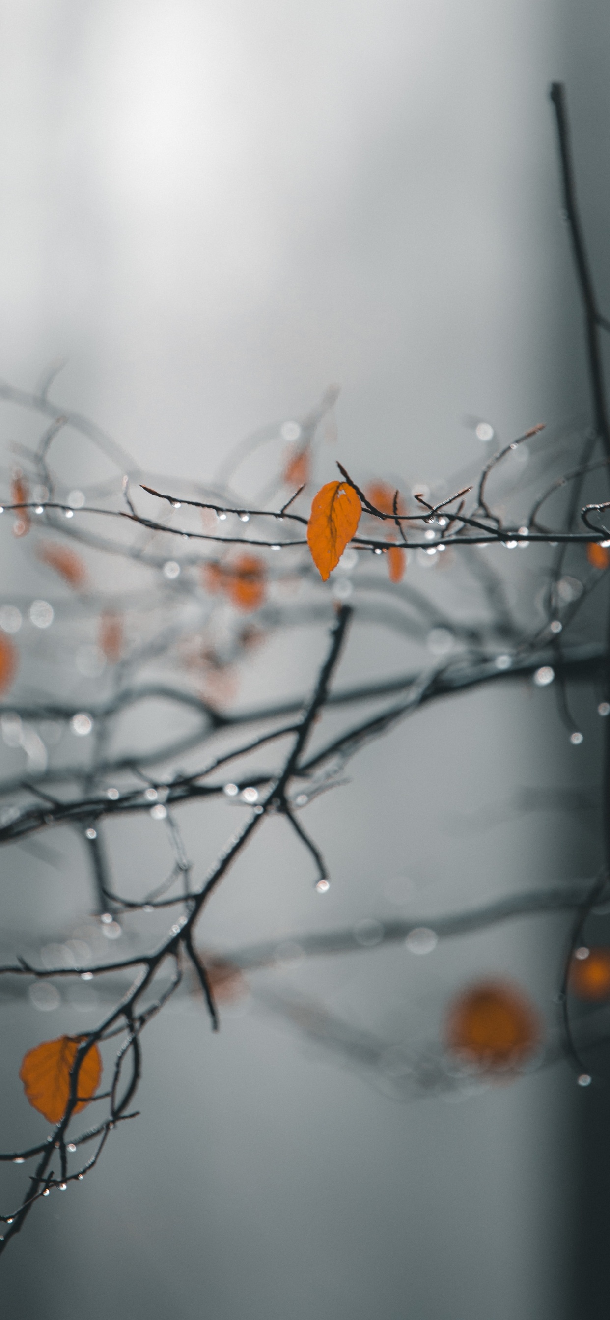 Обои ветвь, природа, прут, дерево, лист в разрешении 1242x2688