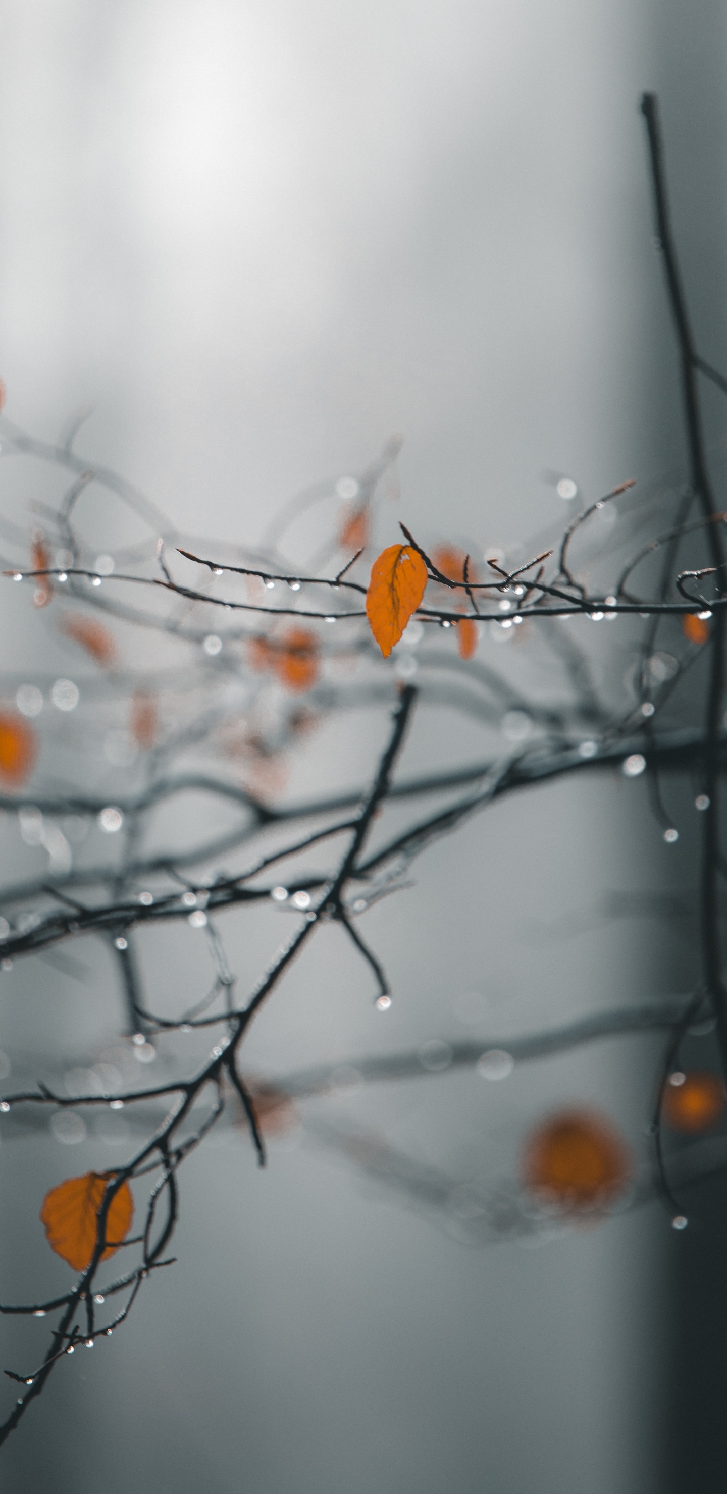 Обои ветвь, природа, прут, дерево, лист в разрешении 1440x2960