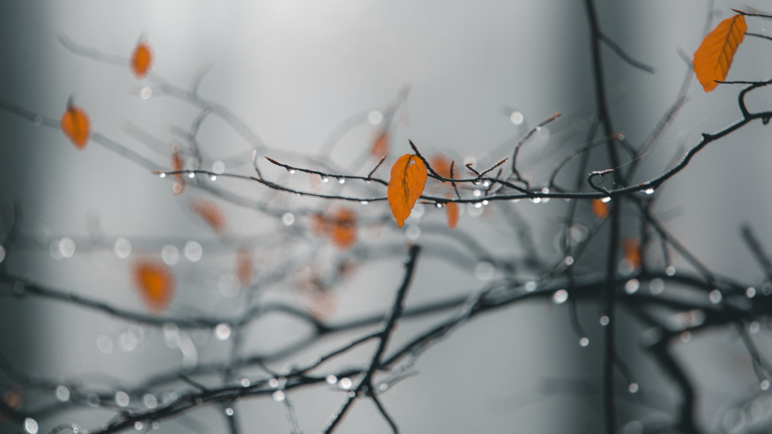 Обои ветвь, природа, прут, дерево, лист в разрешении 2560x1440