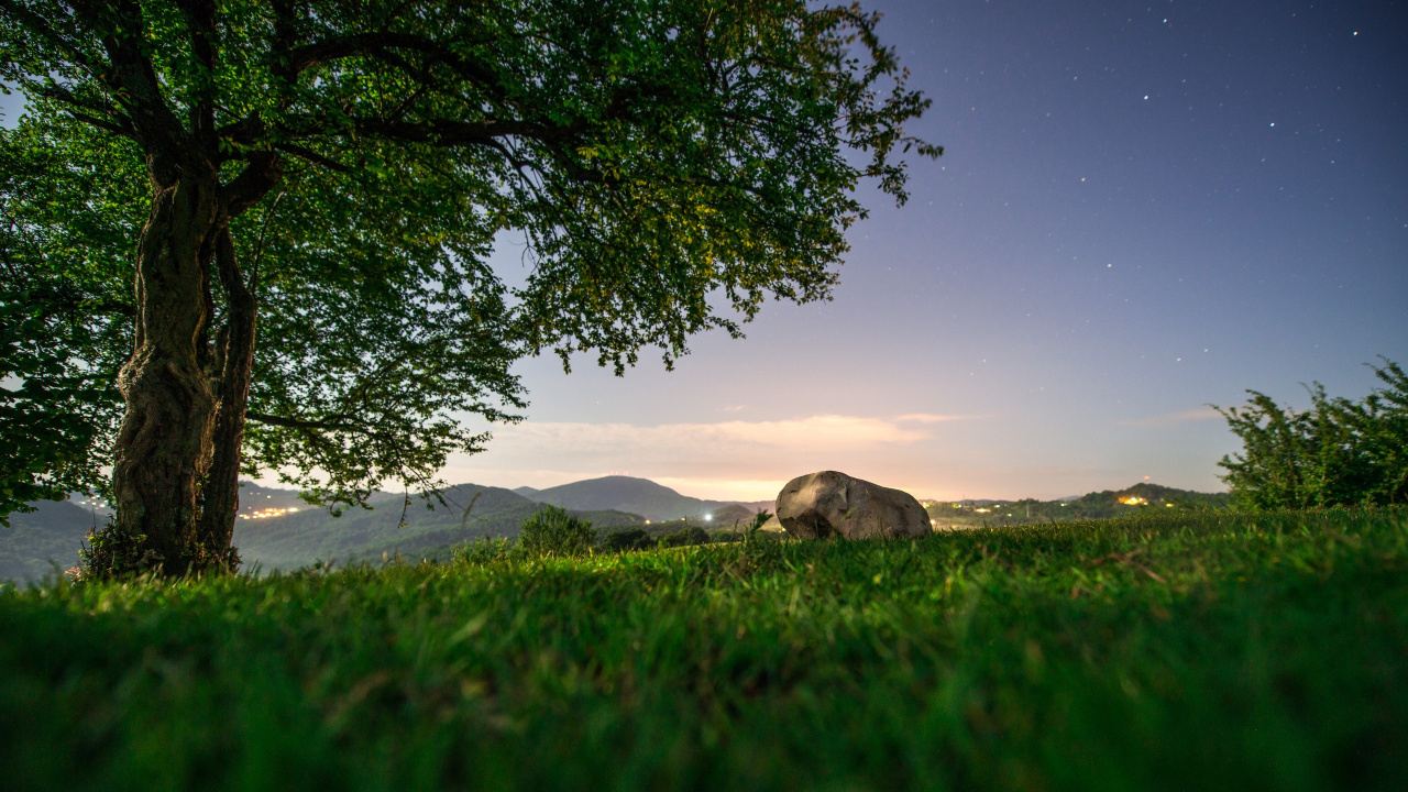 Обои природа, дерево, зеленый, сенокосное угодье, поле в разрешении 1280x720