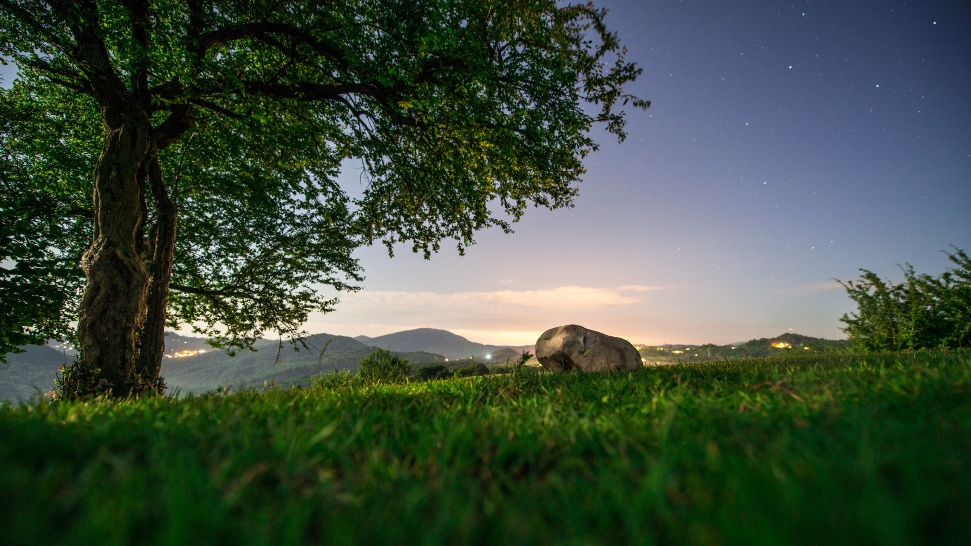 Обои природа, дерево, зеленый, сенокосное угодье, поле в разрешении 1920x1080