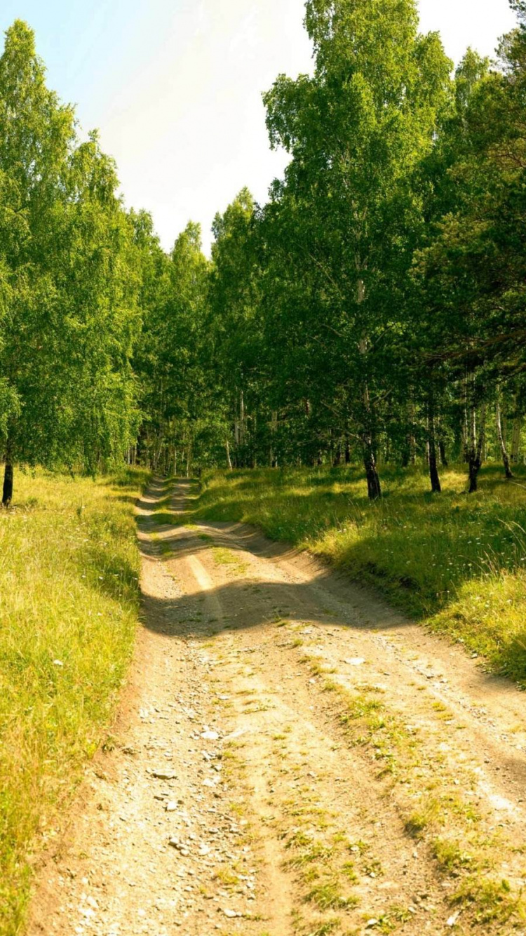 Обои лес, природа, береза, дерево, дорога в разрешении 750x1334