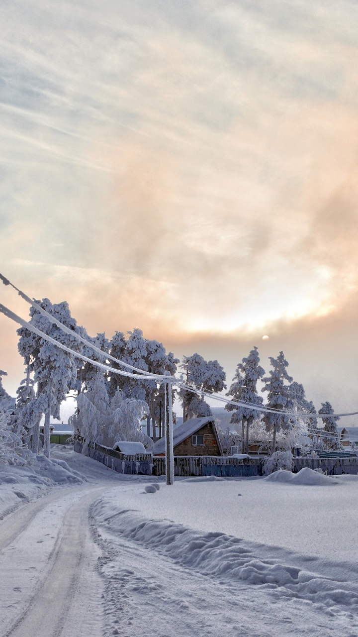 Обои снег, зима, замораживание, дерево, мороз в разрешении 720x1280