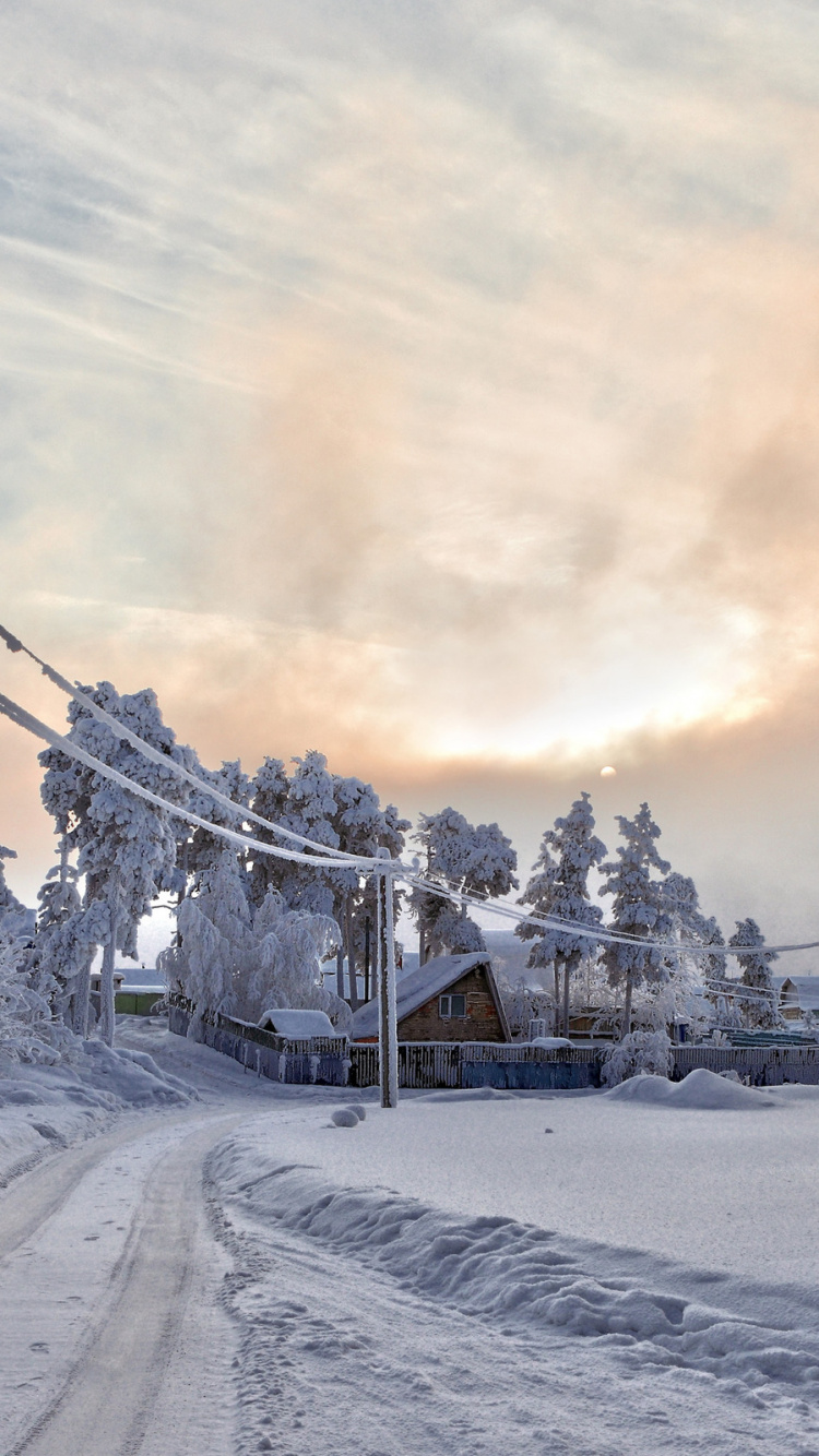 Обои снег, зима, замораживание, дерево, мороз в разрешении 750x1334