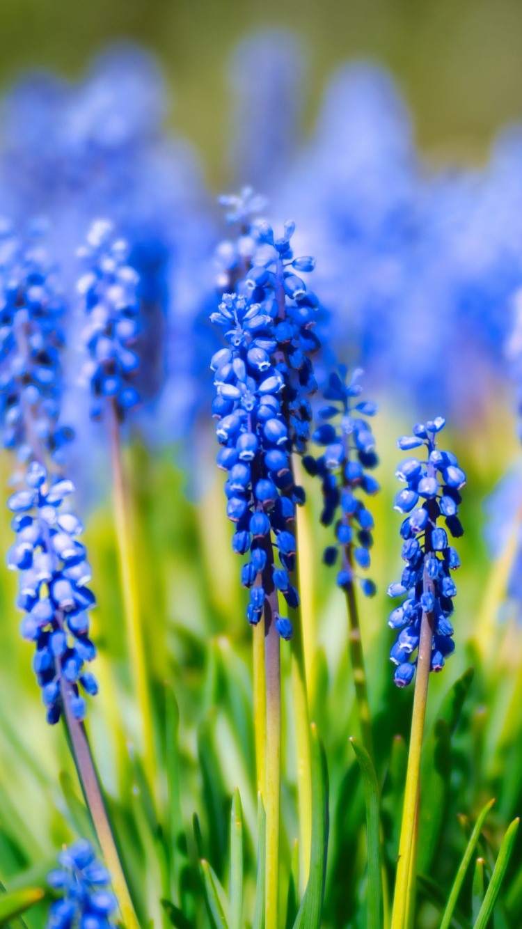 Обои гиацинт, цветок, виноградный гиацинт, тюльпаны, цветковое растение в разрешении 750x1334