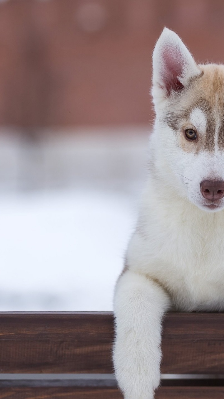 Обои пес, Себирская Хаски, хаски, щенок, собака породы в разрешении 720x1280