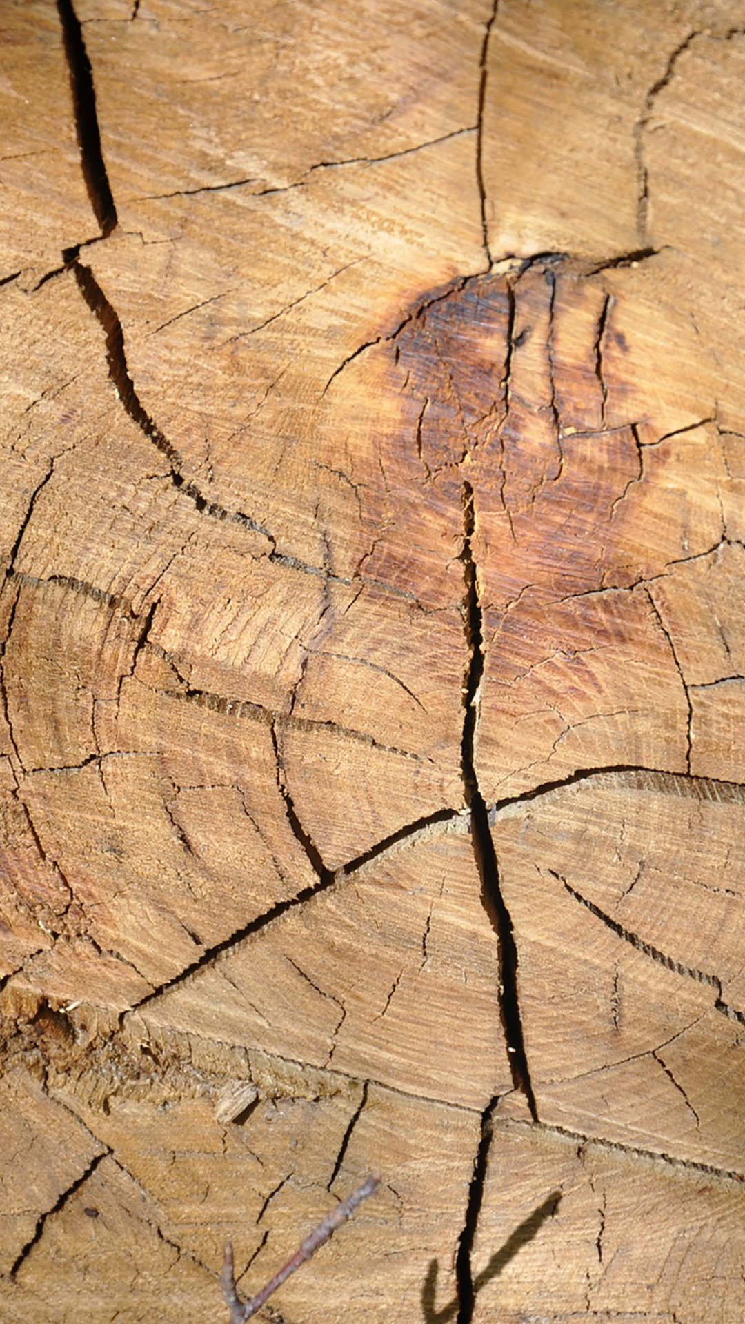 Обои древесина, дерево, лист, растение, ствол в разрешении 1080x1920