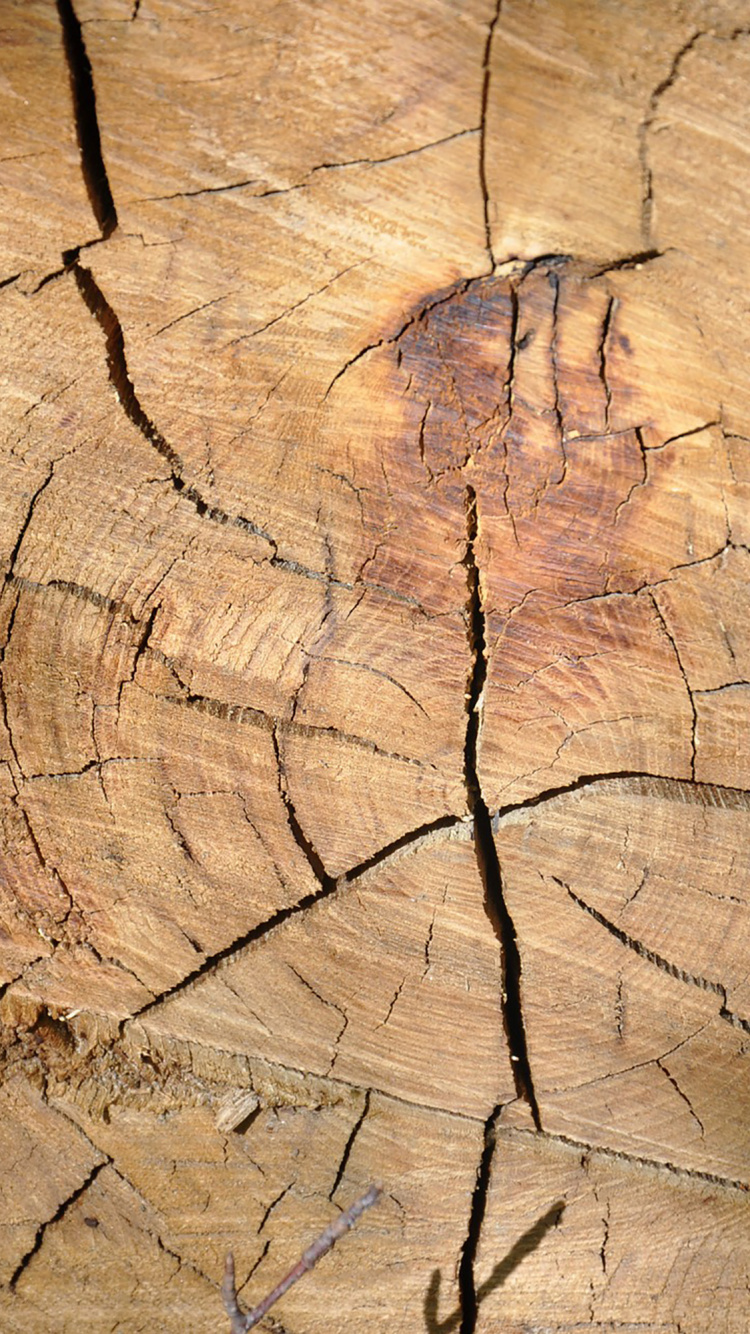 Обои древесина, дерево, лист, растение, ствол в разрешении 750x1334